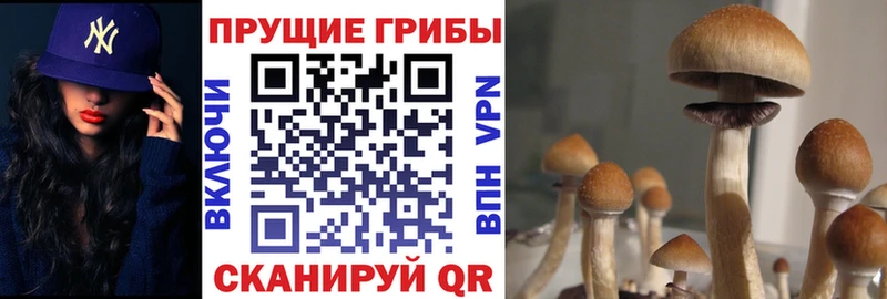 закладки  Коркино  Псилоцибиновые грибы Cubensis 